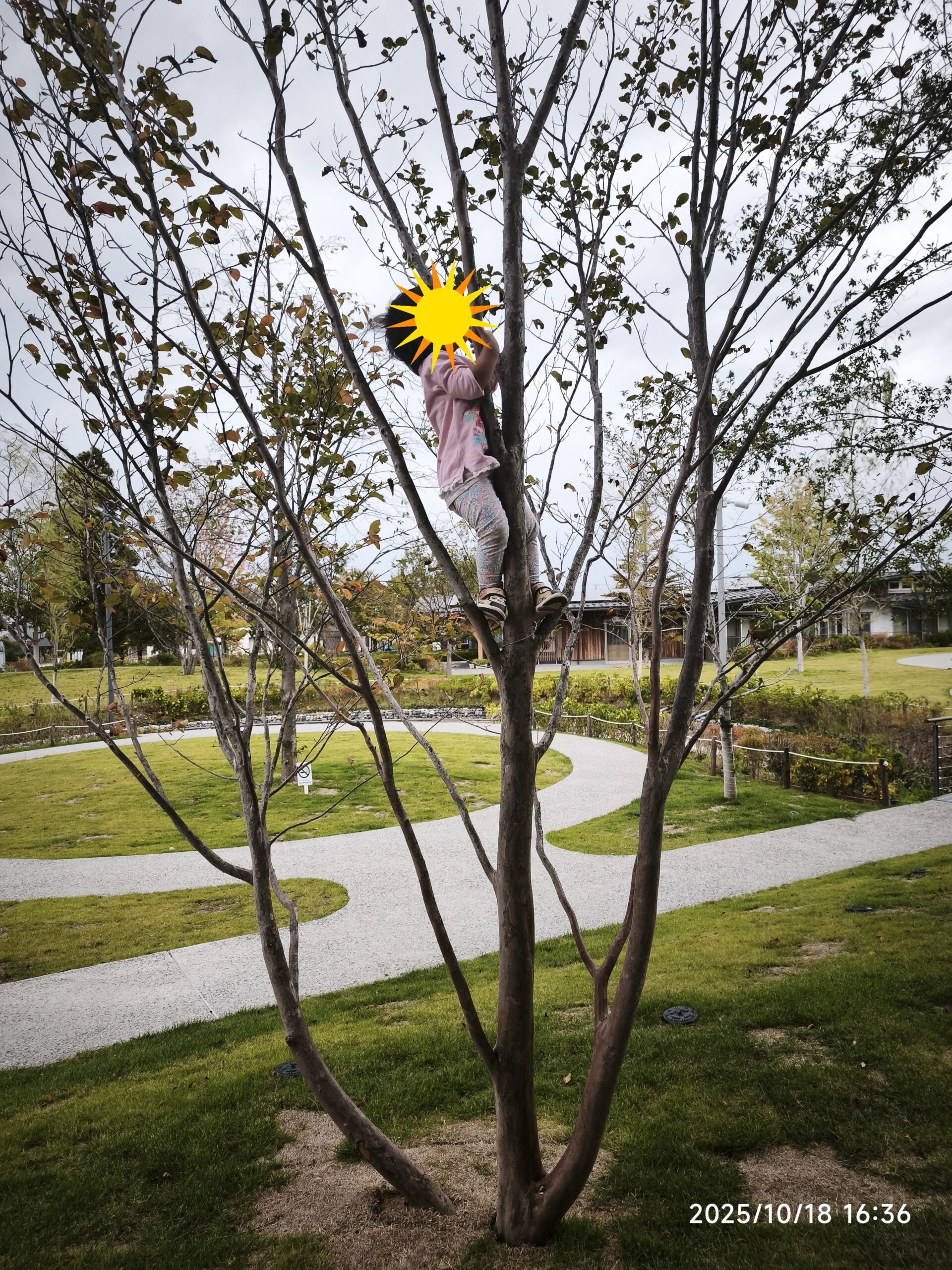 木に登っている娘の様子