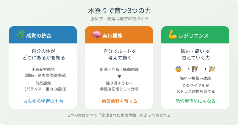 木登りで育つ3つの力の図解
